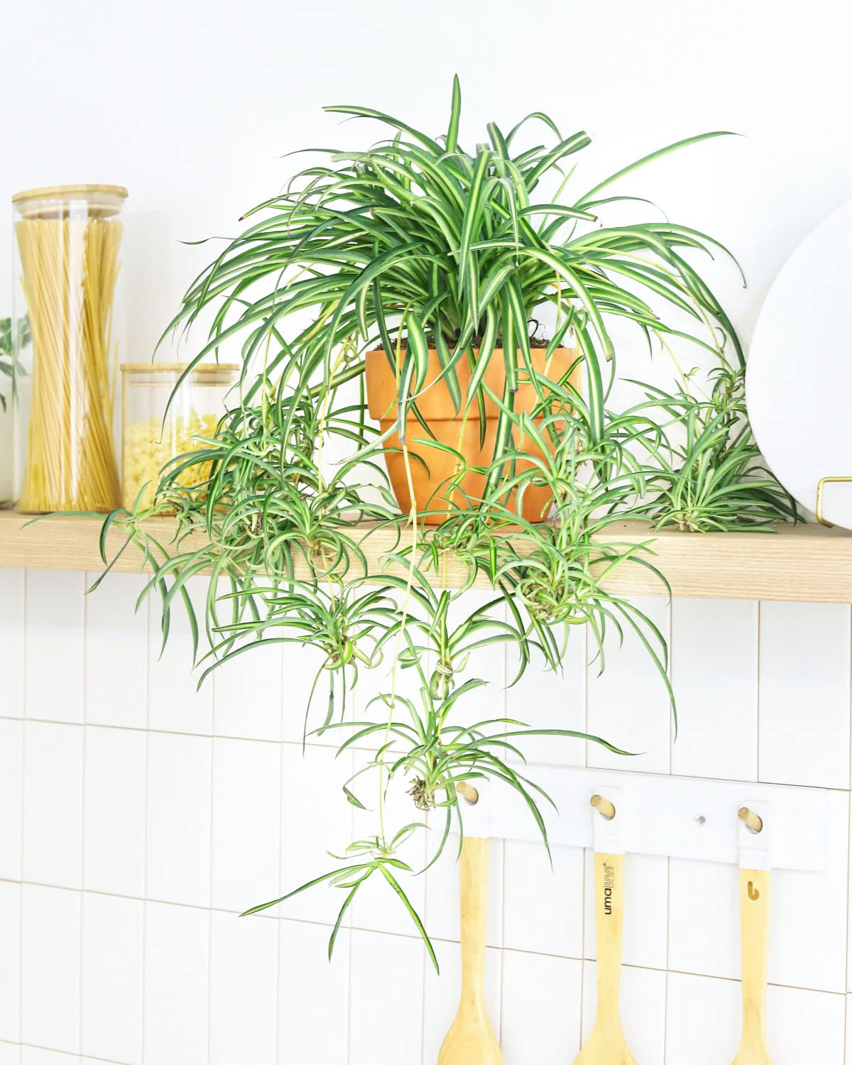 Amazon.com : Spider Plant (6" Grower Pot) - Chlorophytum comosum -  Air-Purifying Houseplants - Easy to Grow, Easy to Care Houseplant for  Beginners - Live Healthy Houseplant for Home Office Decoration :