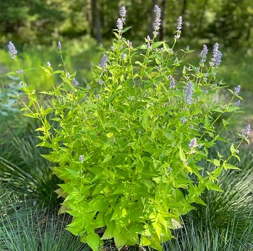 6 Lavender Hyssop Live Plants (Agastache foeniculum) Fragrant Native Perennial, Lavender Flower Spikes, Drought-Tolerant Pollinator Magnet for Full Sun to Part Shade