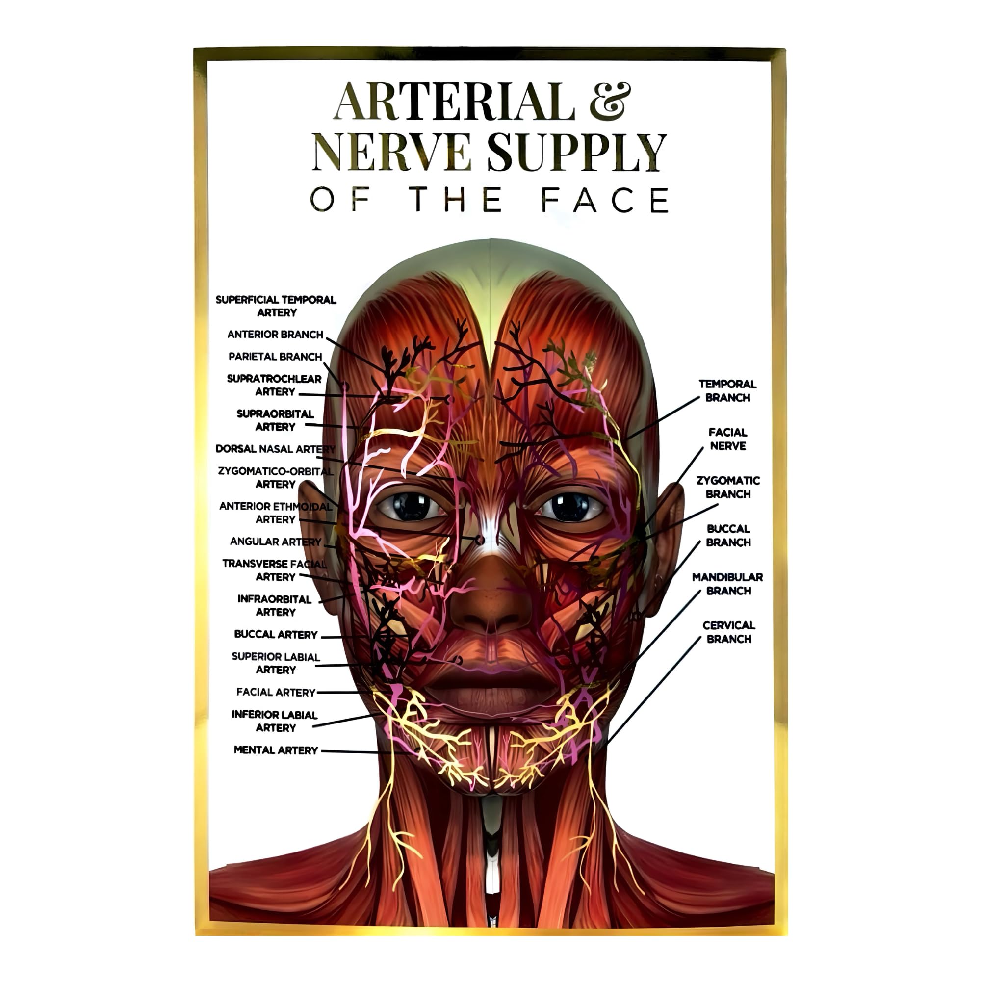 Qualiprint Human Face Arterial Nerve Supply Anatomy Poster A3 - Luxurious 400GSM Silk, 42cm x 29.7cm | Gold & Pink Foil | Wall Decor for Beauty & Aesthetics Salons, Clinics, Training | Unframed — image 1