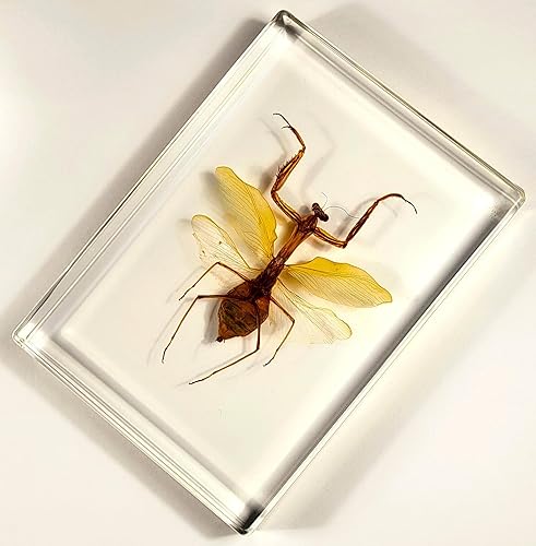 Miniatura 185 de Escarabajo de algodoncillo azul cobalto real de 1.732 in en espécimen de resina de lucita cristalina, insectos, insectos preservados, colección