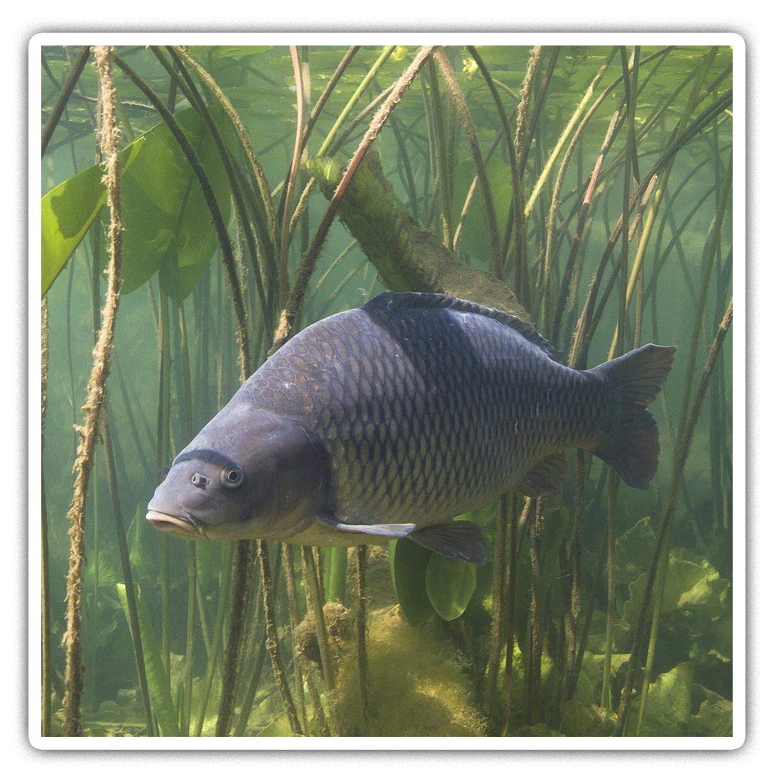Destination Vinyl Ltd Multi 2 X Square 10Cm Vinyl Stickers - Freshwater Carp Fish Pond Fishing 45078