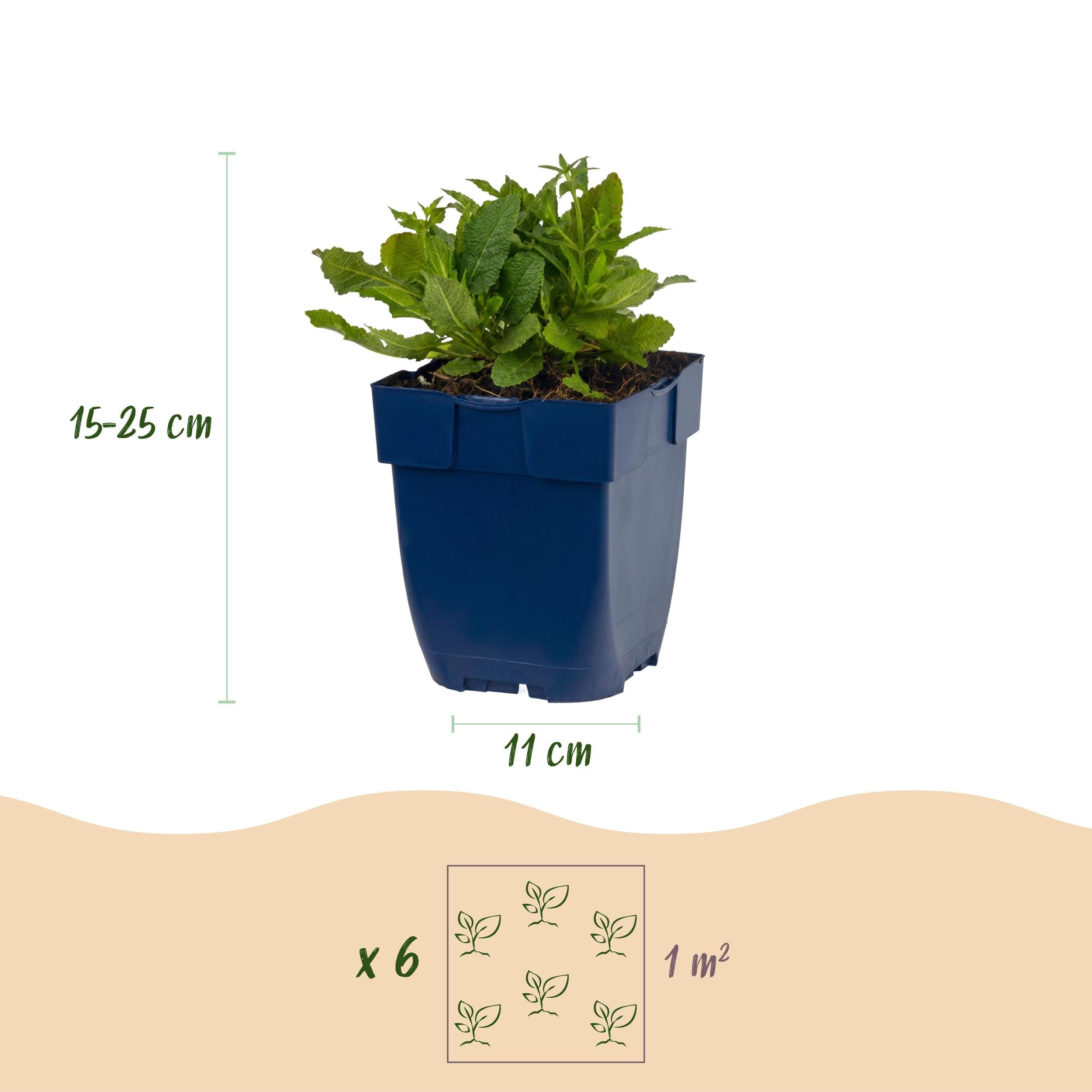 Salvia nem. Schneehügel – szałwia – rośliny przyciągające pszczoły i motyle – biała – 3 rośliny - 15-25cm - Ø11cm - Roślina ogrodowa