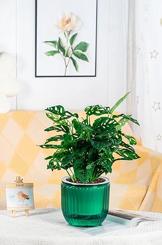 Miniatura 7 de Melphoe 1 paquete de macetas colgantes de riego automático para interiores, cesta colgante de 8.3 pulgadas para macetas colgantes al aire libre,