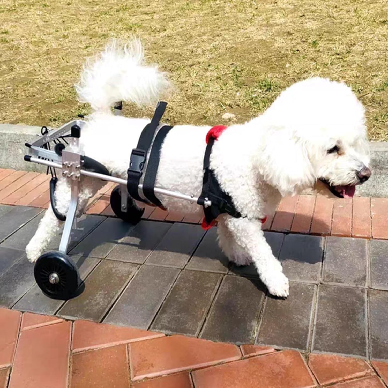 Chariot de rééducation pour chien et chat handicapé | Fauteuil roulant pliable léger XS