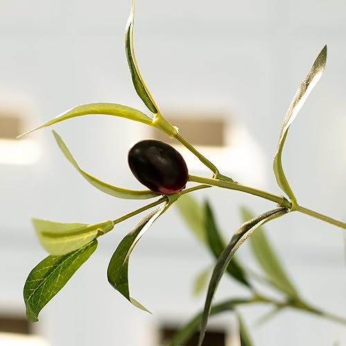 Miniatura 4 de SAKSUN Olivos artificiales para interiores y exteriores, 6 pies de alto, árbol de olivo sintético, plantas de seda con tronco de madera y frutas