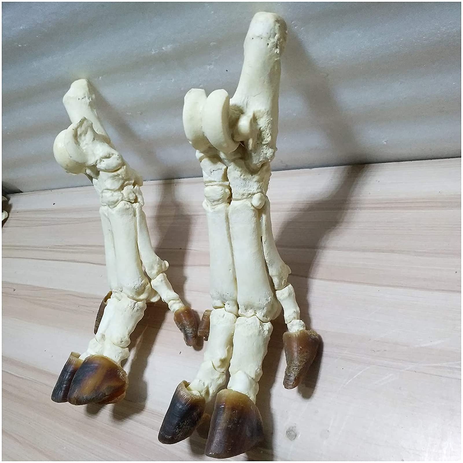 Model Anatomiczny, Model Szkieletu Kłusaka - Model Szkieletu Stopy Świni - Replika Szkieletu Zwierzęcia W Naturalnej Wielkości - Anatomiczny Model Szkieletu Zwierzęcia - Do Nauki, Nauczania, Demonstr