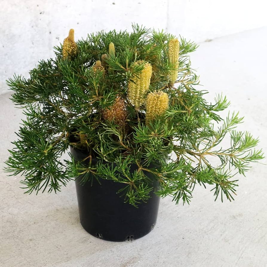 Amazon.co.jp: バンクシア・スピヌロサ・バースデーキャンドル 7