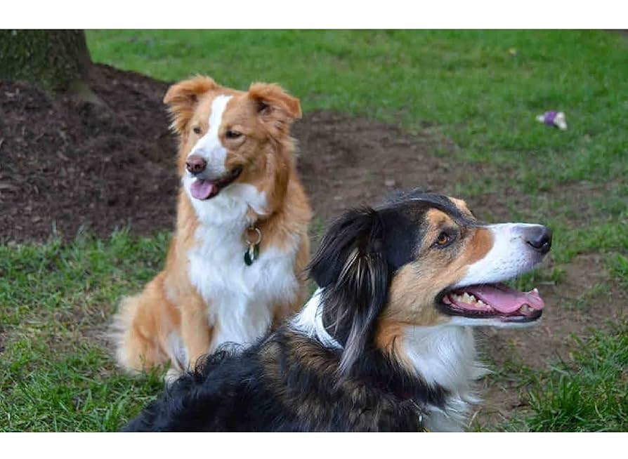 Amazon.co.jp: Dipema ダイヤモンドアート、イングリッシュ