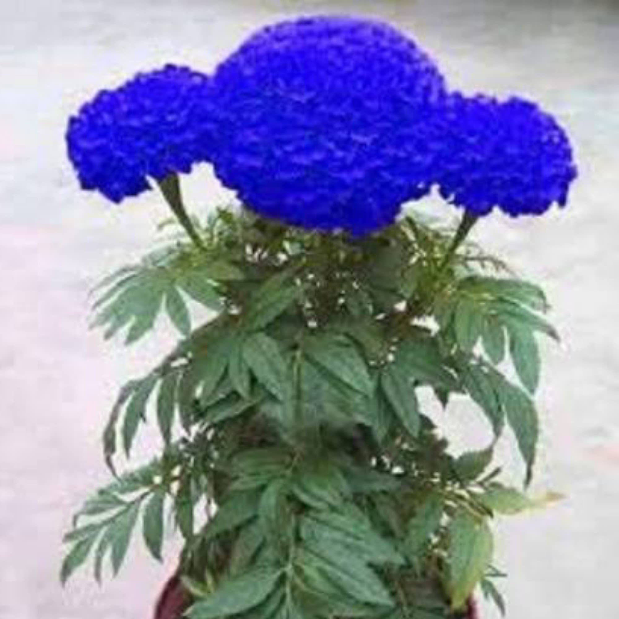 Guruji Plantation Marigold Plant Indoor Plant For Home and Garden with Pot (Pack of 1) (Blue) (B0BWYMLHN8) Amazon Price History, Amazon Price Tracker
