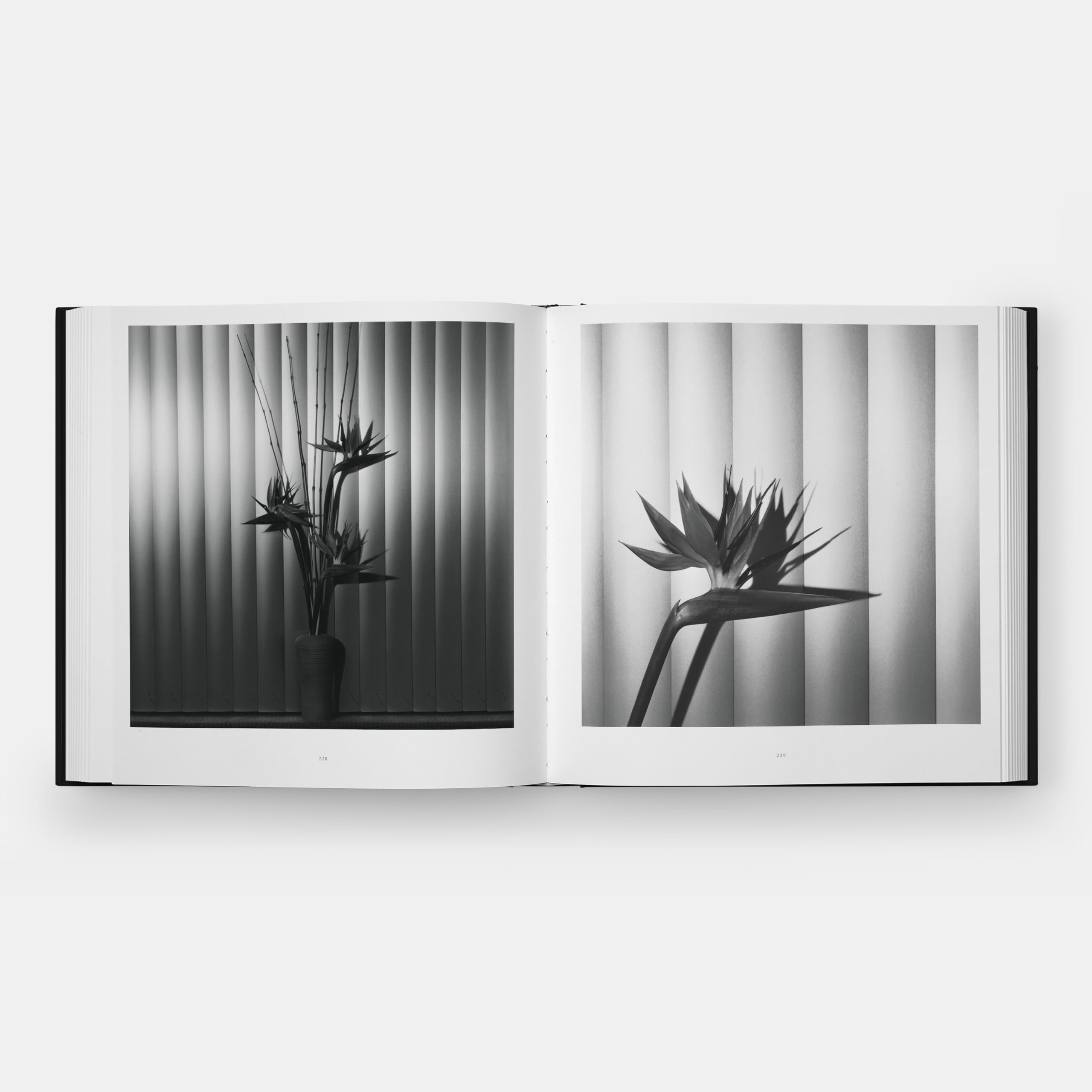 Flora: Les Fleurs de Mapplethorpe