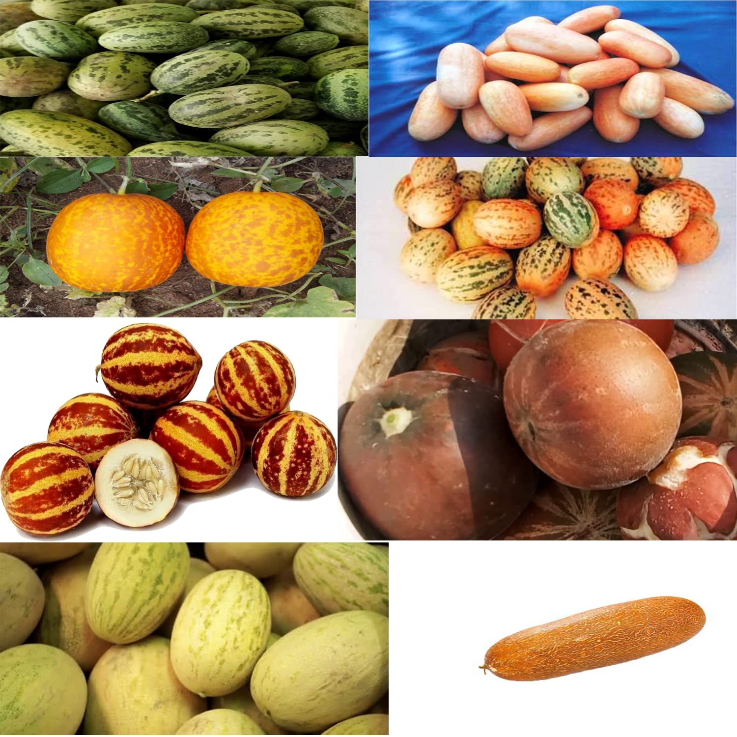 Seed Wala FOOT KAKRI (CUCUMIS MELO) KACHRI MIX VARIETY pack of 100+seeds | HYBRID Seeds | ORGANIC SEEDS (B09WLMTNBX) Amazon Price History, Amazon Price Tracker