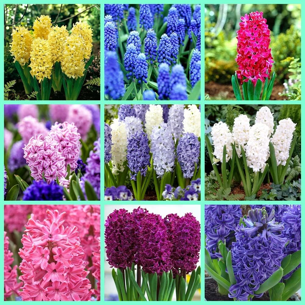 混合色のヒヤシンス球根 水栽培 植え付けの難易度が低く 初心者に適しています 明るい色 独特な花の種類 春の花 冬も屋内に植えることができ 家の装飾 庭の植え付けに適しています Cafe Du Jardin Com