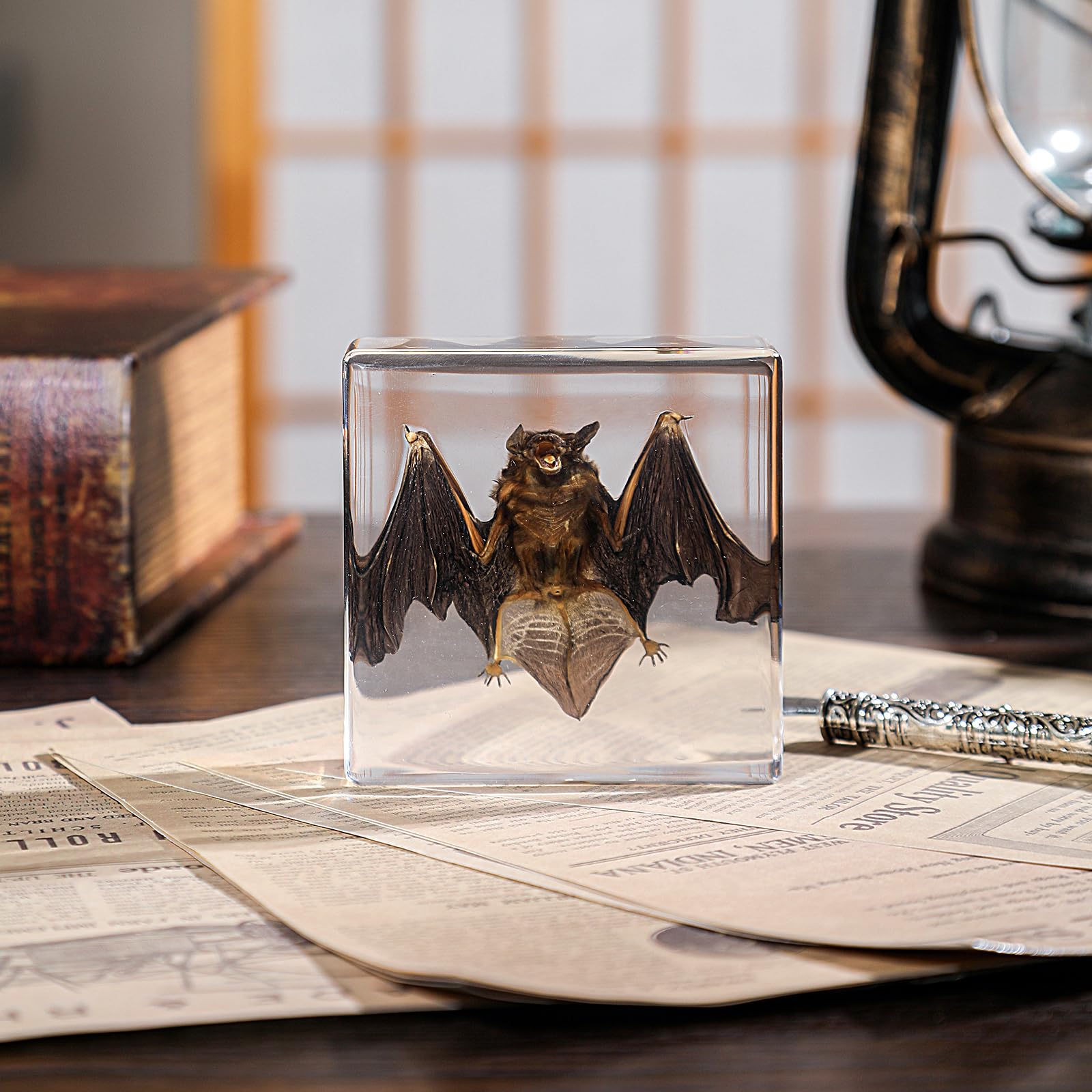 Real Taxidermy Bat in Resin - Authentic Animal Specimen for Gothic Home Decor, Science Education & Unique Nature Gifts (Premium Preservation, Handmade Display)