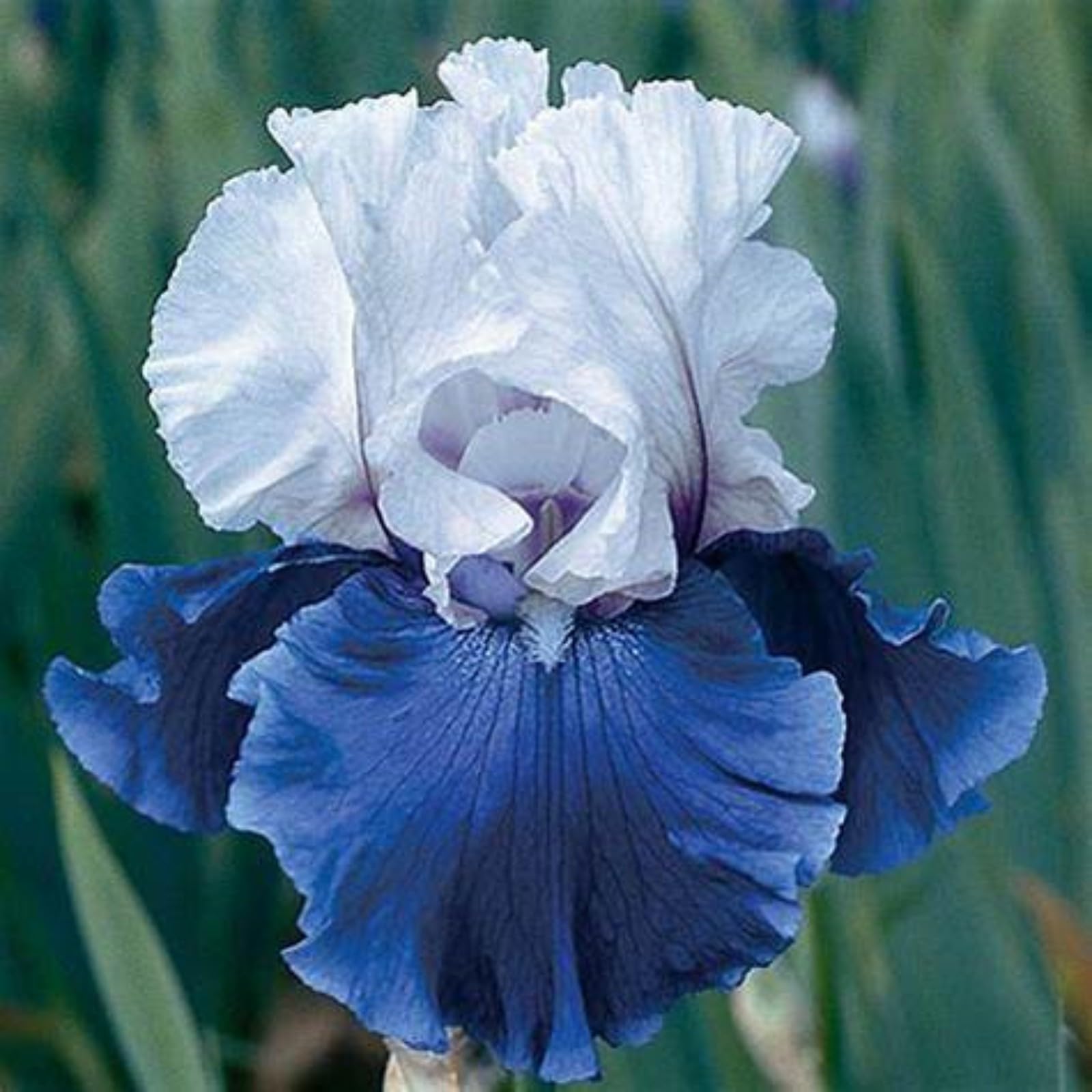 Iris Bulbs for Planting Now UK Ornamental Perennial Excellent Display Plant Bulbs Greening Flower Good for Containers Natural Organic Easy Plant Perennial -8Bulbs-N