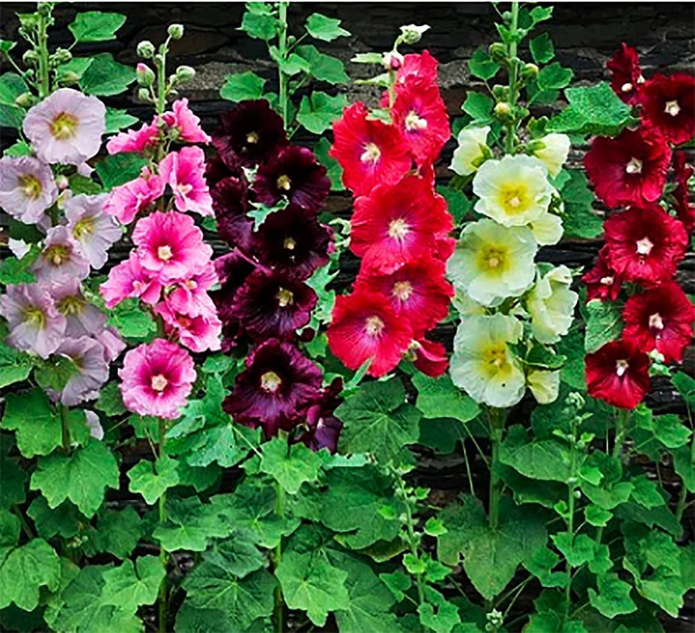See full amazon price history chart for SRI SAI FORESTRY Hollyhock Flower Seeds Mix Color Ornamental Plant Flower Seed for Home Garden Pack of 100 SRI SAI FORESTRY Hollyhock Flower Seeds Mix Color Ornamental Plant Flower Seed for Home Garden Pack of 100 (B0BG93HR96) Amazon Price History, Amazon Price Tracker