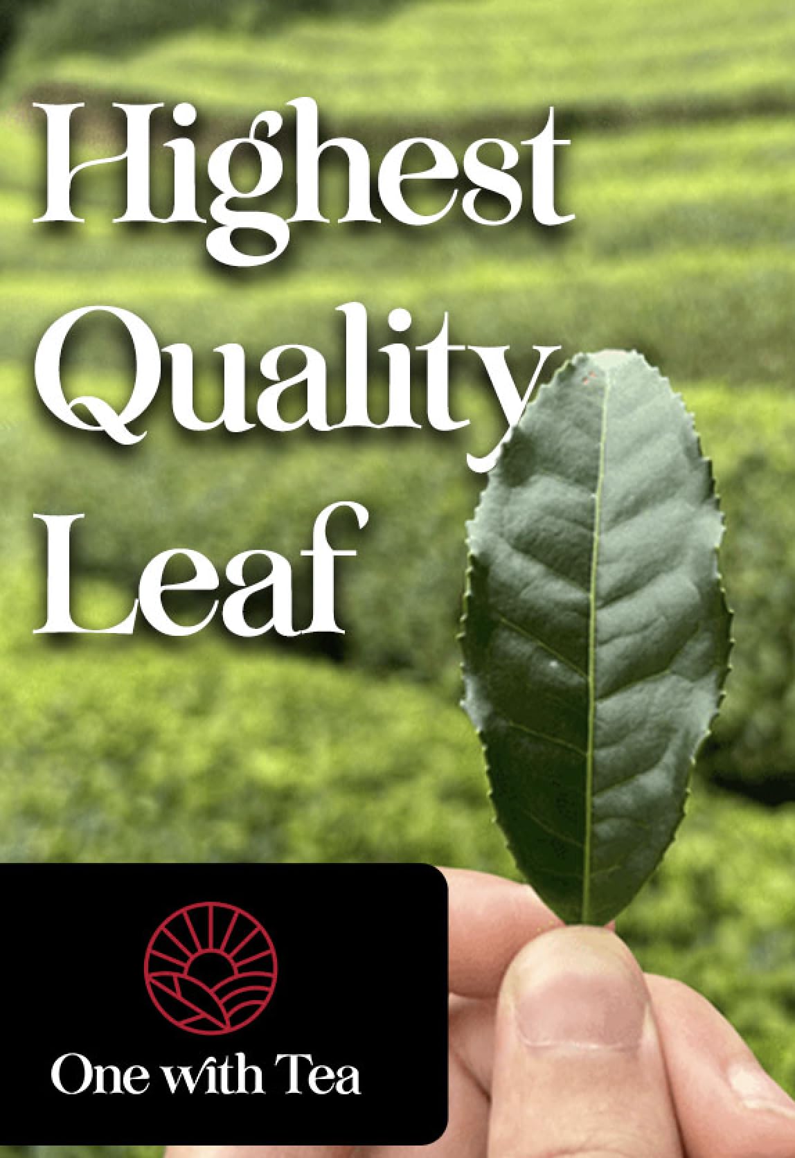 One With Tea Organic Japanese Genmaicha with Matcha Green Tea Loose Leaf Premium Whole Leaf Sencha with Roasted — view 5