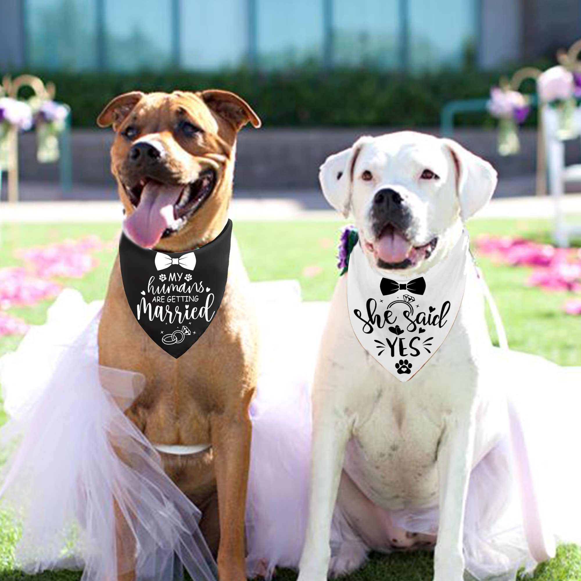 Dog wedding announcement | Honestweddingadvice.com Dog wedding announcement | Honestweddingadvice.com