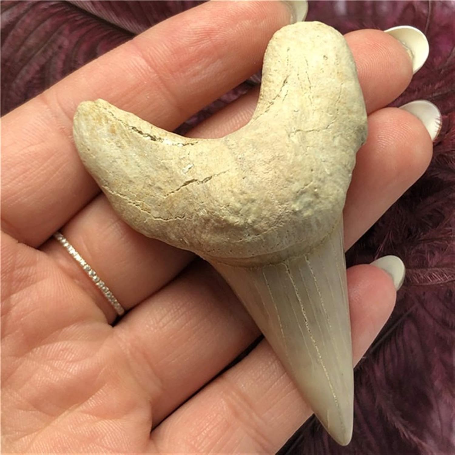 DANHUI Dientes fósiles del Diente de Megalodon Enorme Hermoso 1pcs (Color : Shark Teeth)