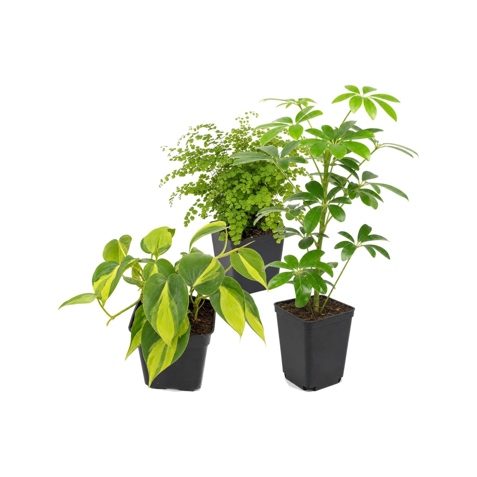 DECOALIVE Pack 3: Culantrillo, Filodendro Brasil y Cheflera verde