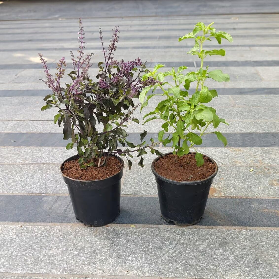 inglis PLANTOPIA Live Ayurvedic Rama And Shyama Tulsi (Pack 2), Kali | Hari Tulsi plant | Rama | Krishna tulsi for pooja Holy plant for Garden with plastic pot