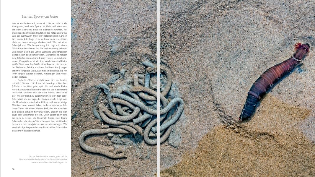 Wunderwelt Wattenmeer: Exklusive Einblicke in einen faszinierenden Kosmos
