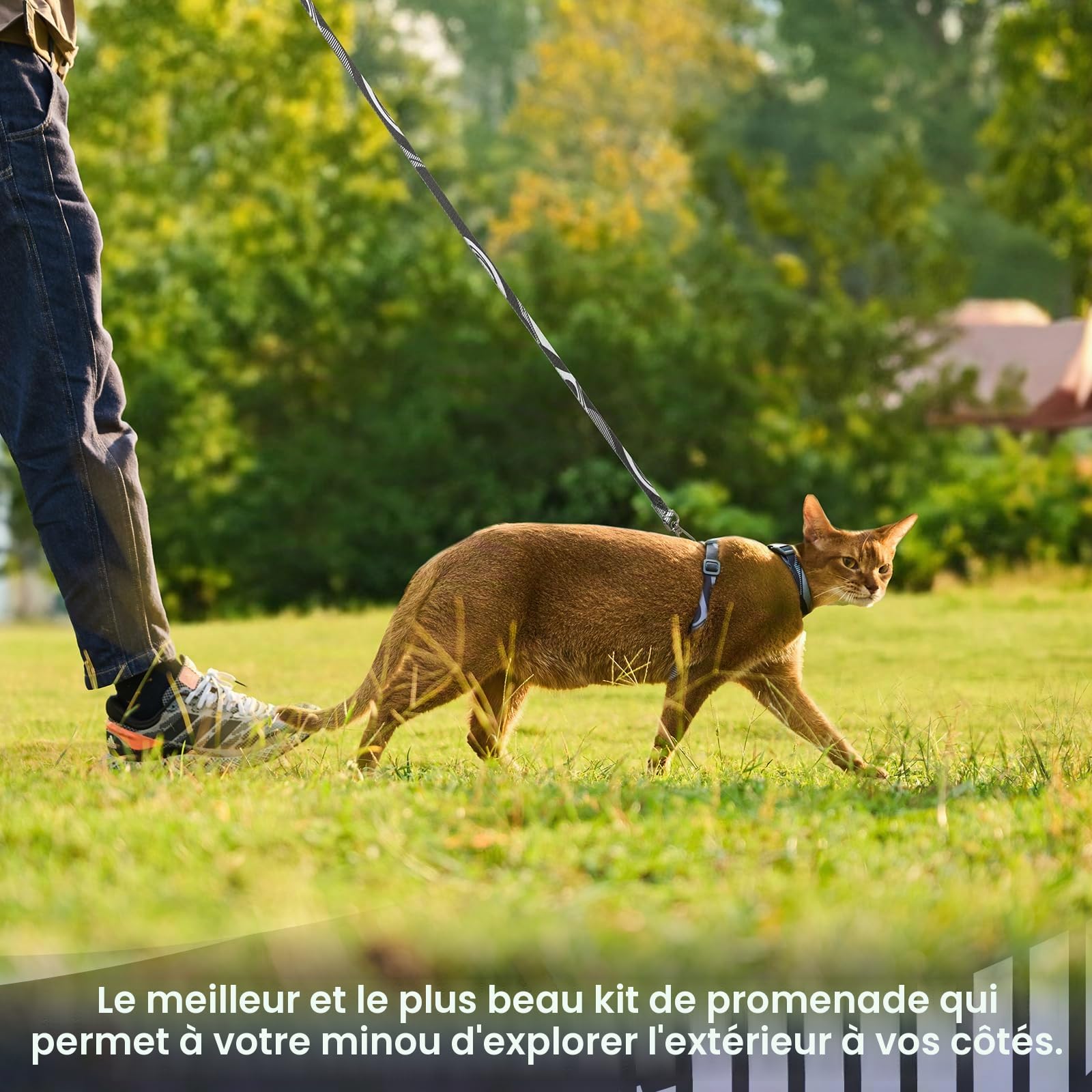 Ensemble de harnais et de laisse pour chat - Harnais anti-fuite réglable, confortable, doux et léger, sûr et facile à utiliser, Harnais de promenade et de voyage pour chaton pour chats de petite