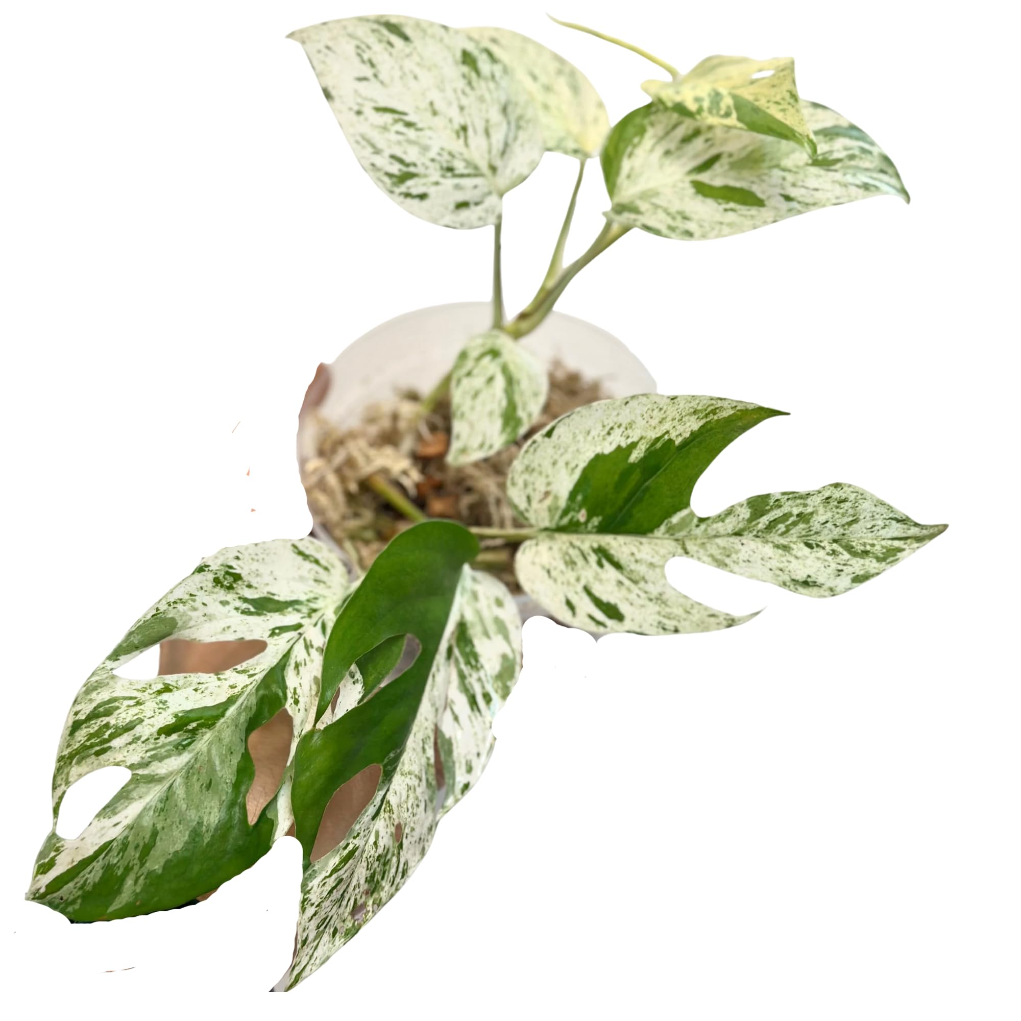 NY City Succulents Epipremnum Pinnatum Marble