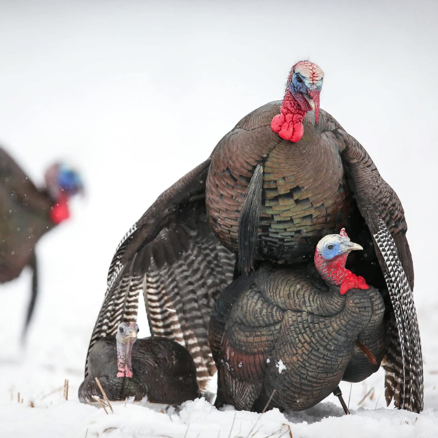 Dave Smith Decoys Breeding Pair