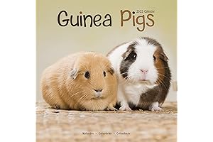 2023 Guinea Pig Wall Calendar 16 Month by Avonside
