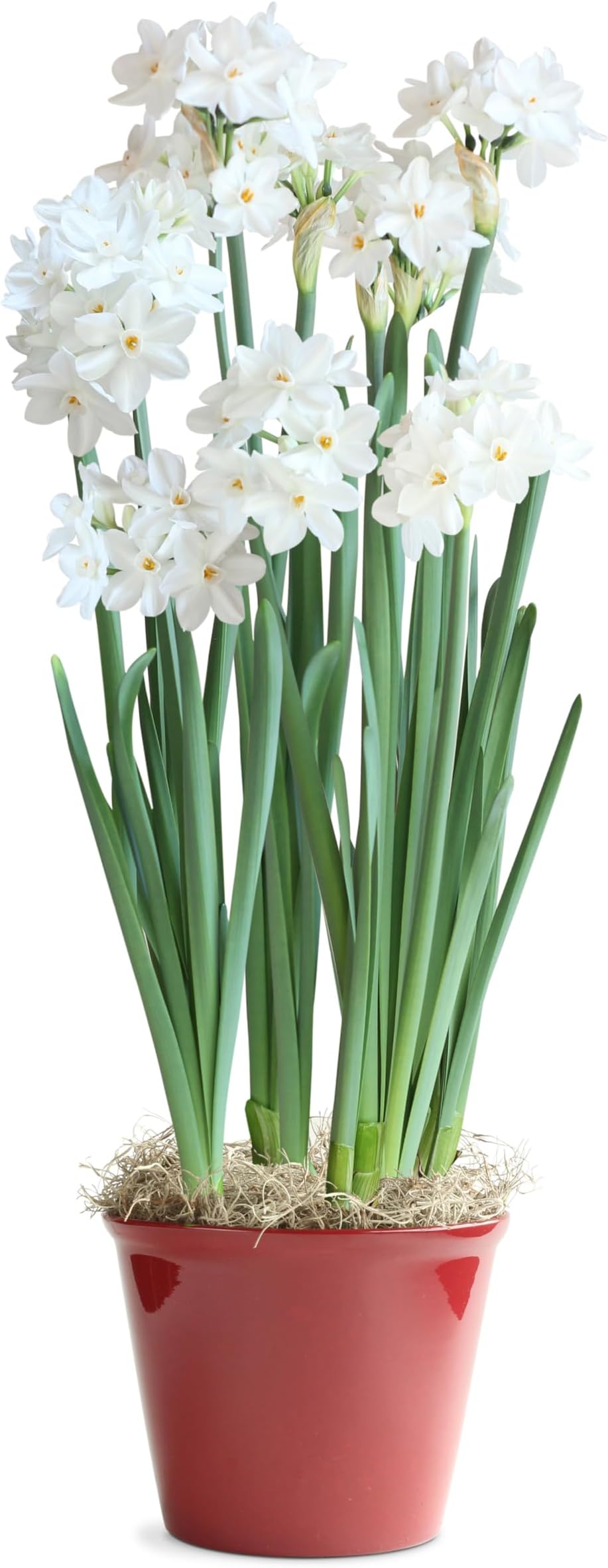 5 Paperwhites,Easy to Grow Live Indoor Flower, Flower Bulb Potted in Festive Indoors Plant Pot, Gift for Christmas, Holidays, Housewarming, Office, Home, and Room Decor, 12-18-Inches Tall