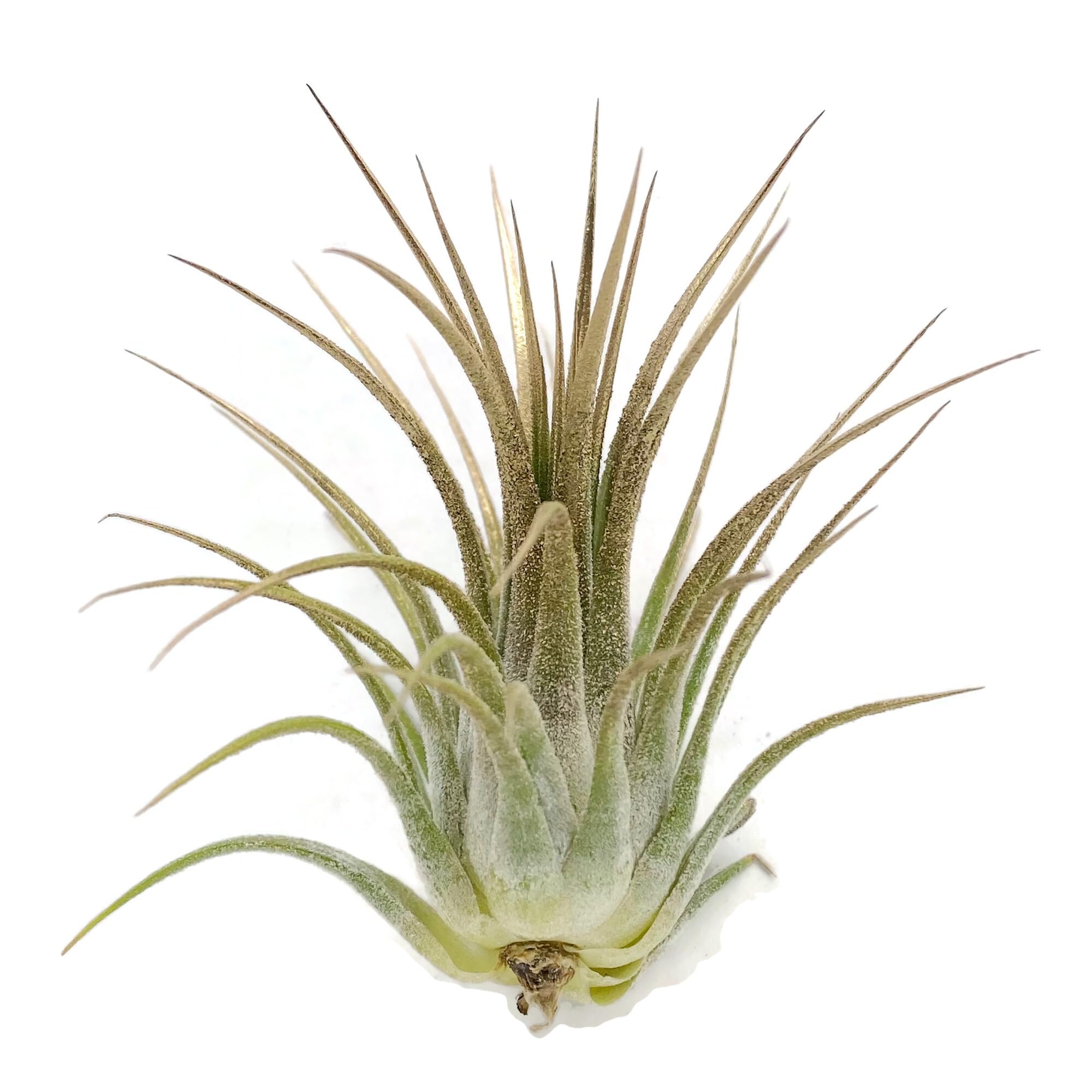 Ionantha Guatemala Tillandsia Air Plant, Guatemala Tillandsia Live Airplant, Healthy Arrival Guaranteed, Great Indoor Plant, Home Decor &amp; Gift (Gold)
