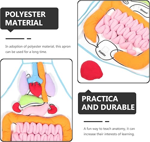 Miniatura 8 de Delantal de órgano 3D, delantal de anatomía, cuerpo humano, conciencia, herramienta educativa, juguete para el hogar, preescolar, ayuda docente,