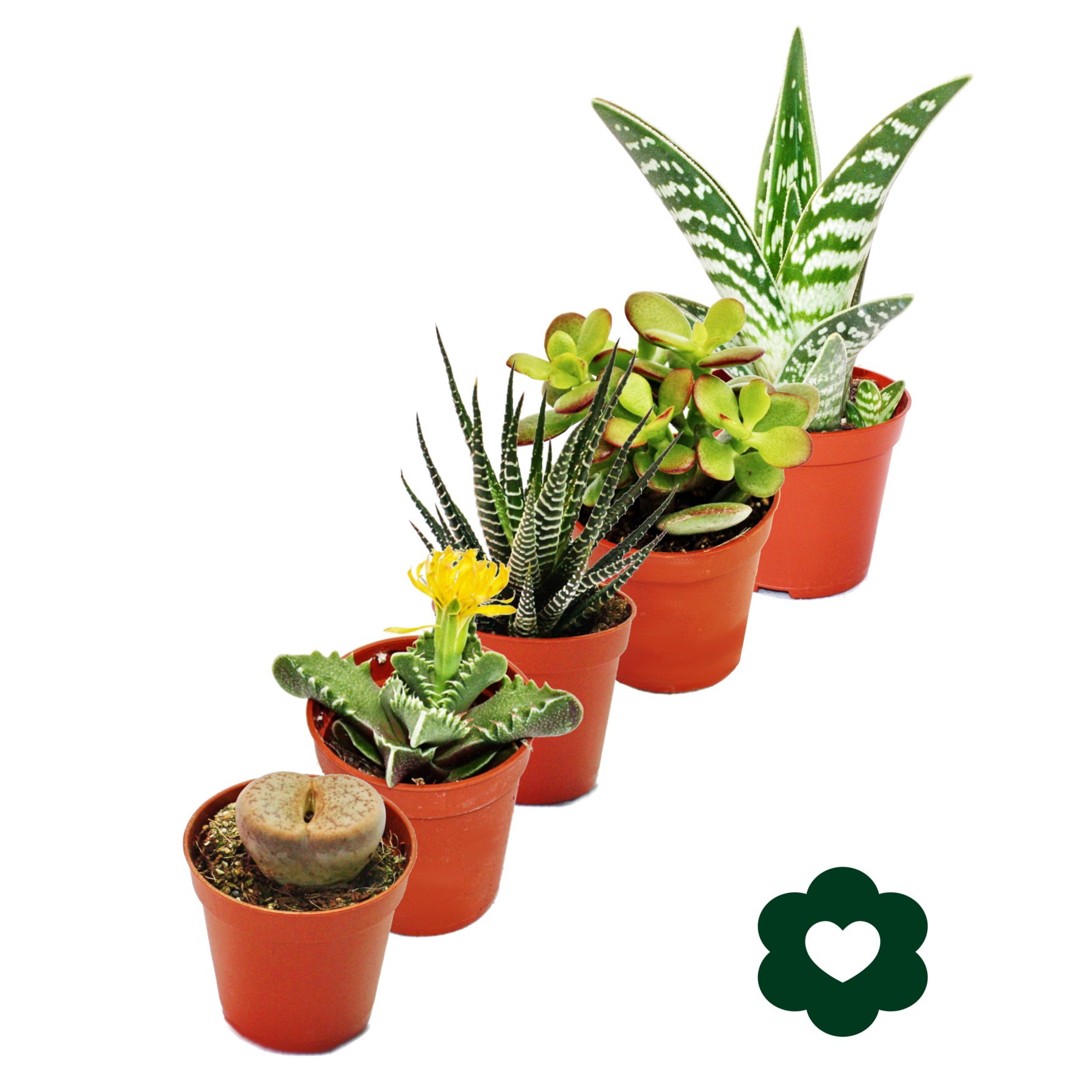 tasse kaktus Mug Set - Sonoran Desert Cactus | Made in USA
