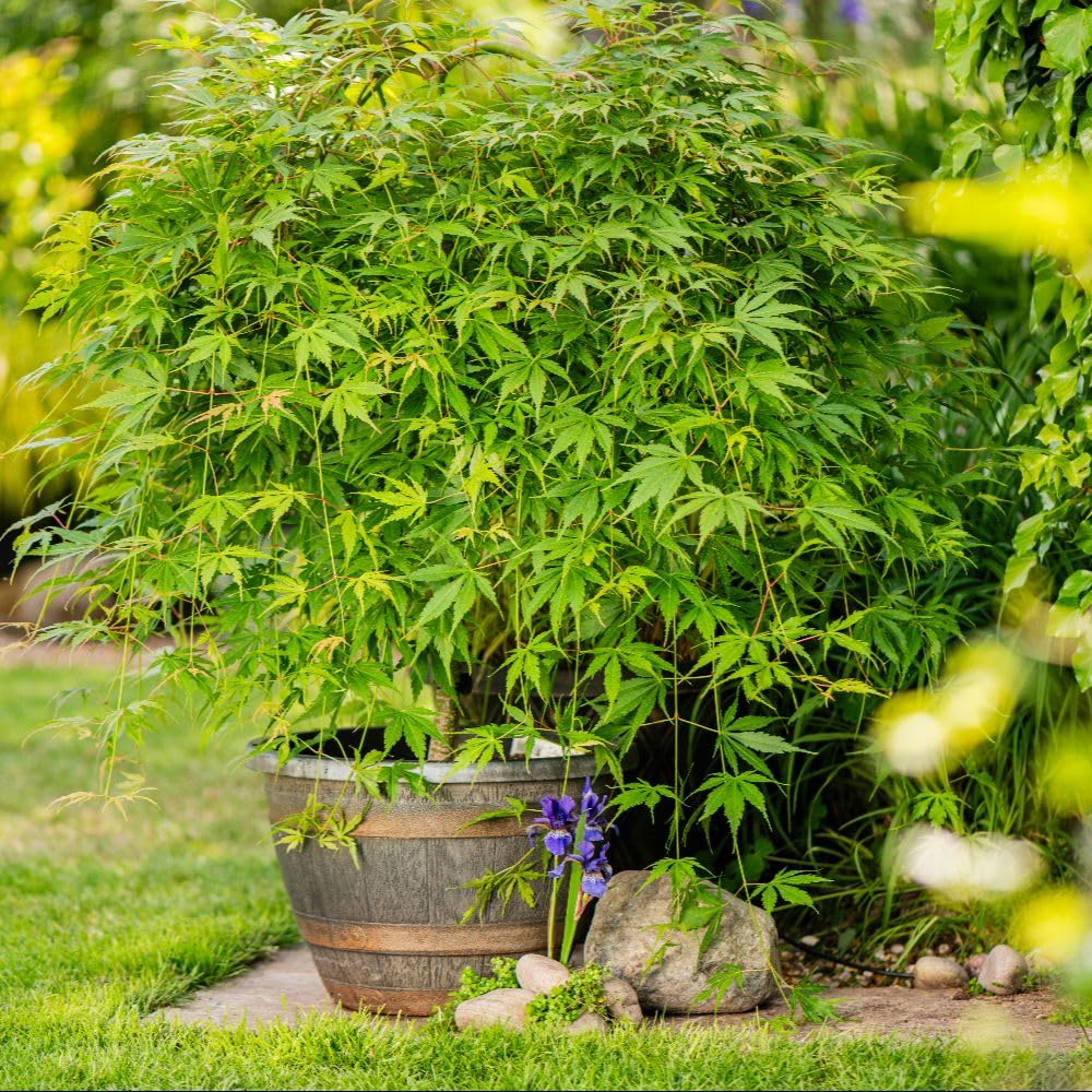 – Acer palmatum 'Cascade Emerald' – Weeping Japanese Maple Tree with Stunning Seasonal Foliage for Containers & Borders - 1x 14 Litre Potted Plant by Thompson & Morgan