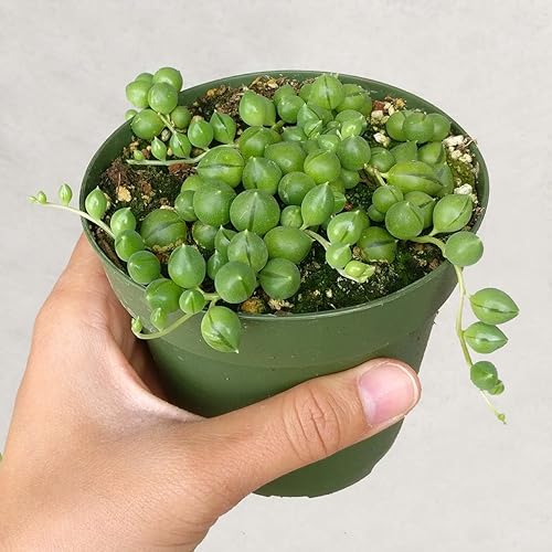 Miniatura 4 de Shop Succulents Cadena perfecta de plantas suculentas de perlas, ideal para cestas colgantes o macetas de arrastre, maceta de 4 pulgadas