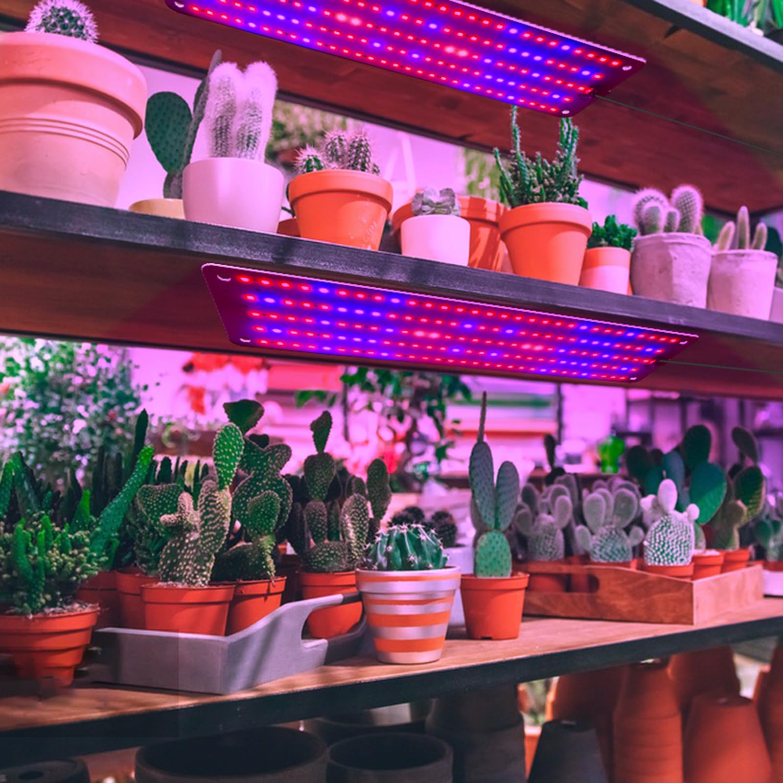 Amazon.co.jp: BCDYH フルスペクトル LED 植物成長ライトボード 苗