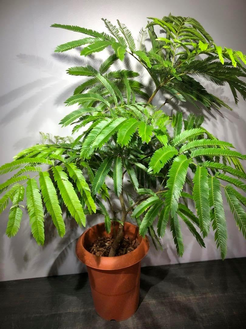 エバーフレッシュ　美品　曲がり　ボリューム大　新芽続々　高さ約90cm(現物) エバーフレッシュ 曲がり ボリューム大 新芽続々 高さ約90cm 現物