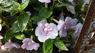 New Blue and Pink Pelargonium Plant Sementes De Flores Raras Bag Cheap Pelargonium Bonsai Seeds Double cplor Garden Container Pack of 50: Only Seeds