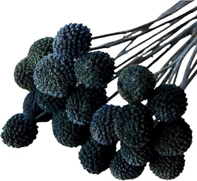 20Pcs Natural Dried Flowers Black Billy Balls Flowers 16" Dried Flower Bouquet Flowers Arrangements Bouquet for Boho Vases for Decor Wedding Home Party Black