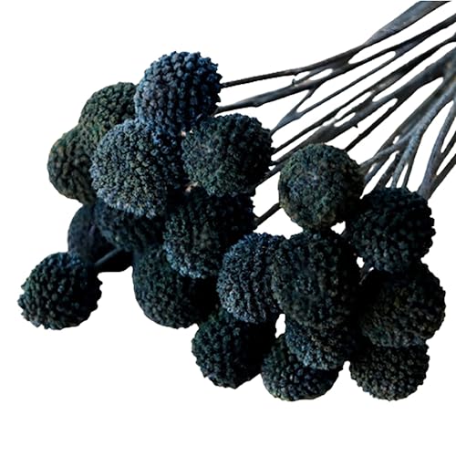 MLSG 20Pcs Natural Dried Flowers Black Billy Balls Flowers 16" Dried Flower Bouquet Flowers Arrangements Bouquet for Boho Vases for Decor Wedding Home Party (Black) - Black