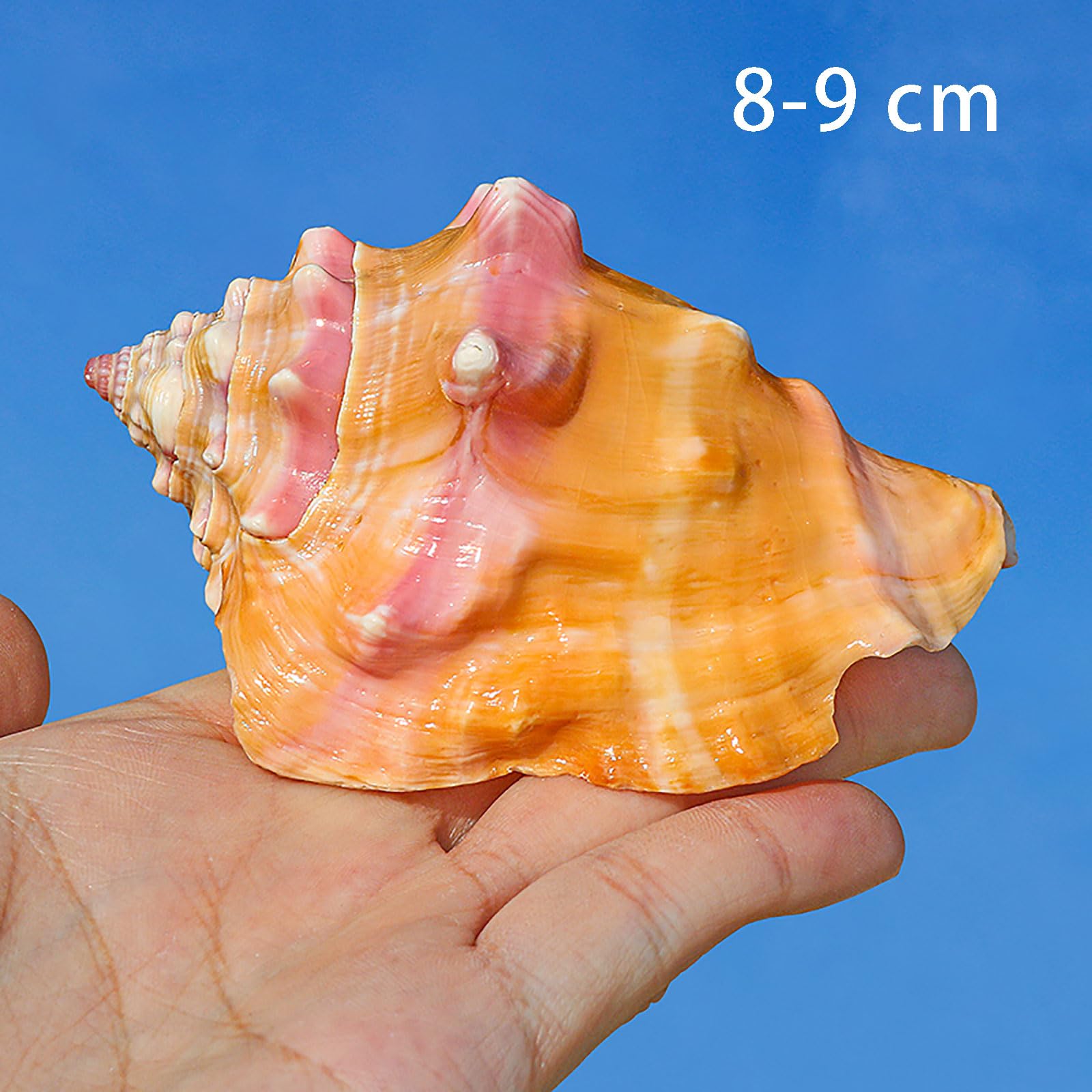56 coquilles voor de tafel - Natuurlijke schelpen - Catawiki