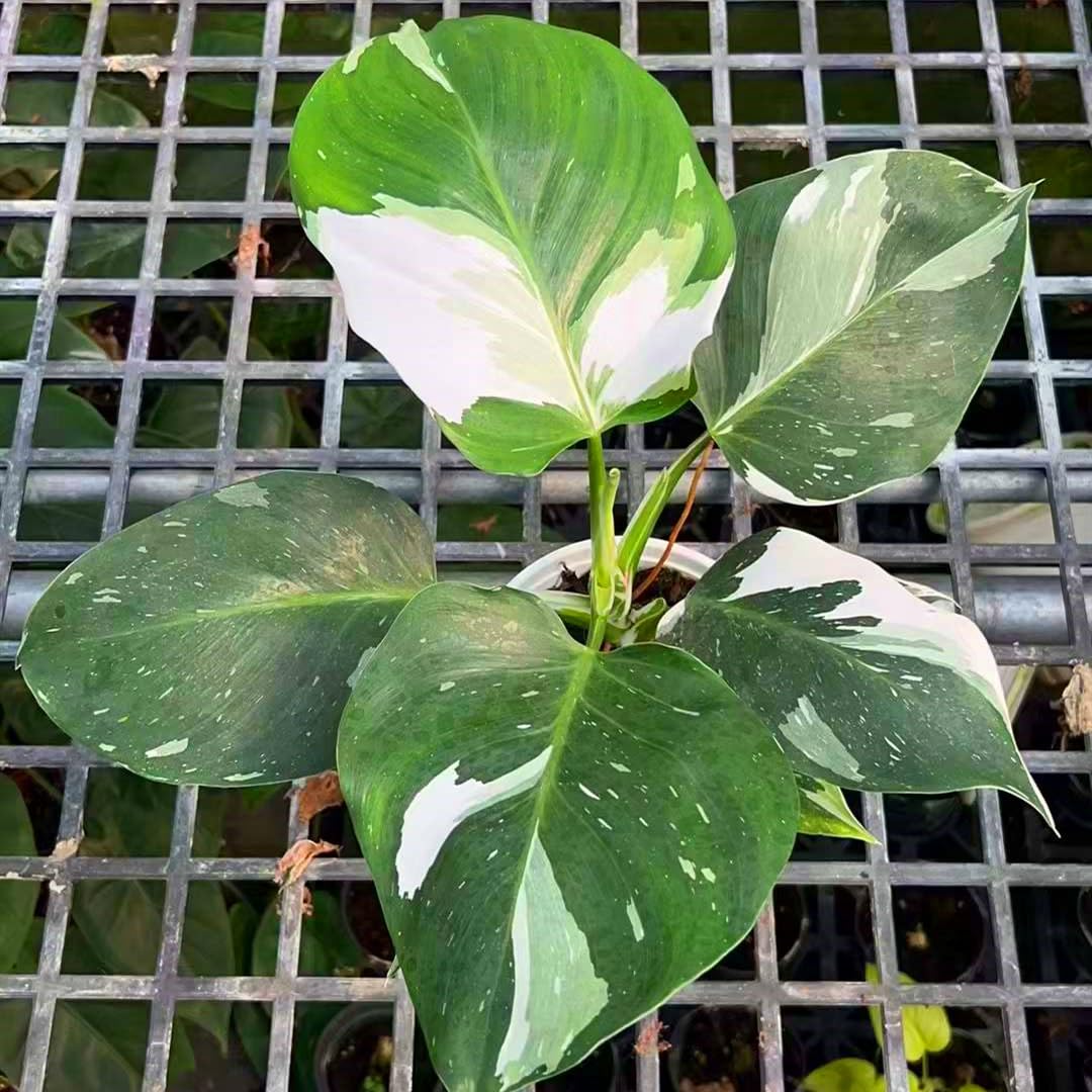 philodendron white wizard