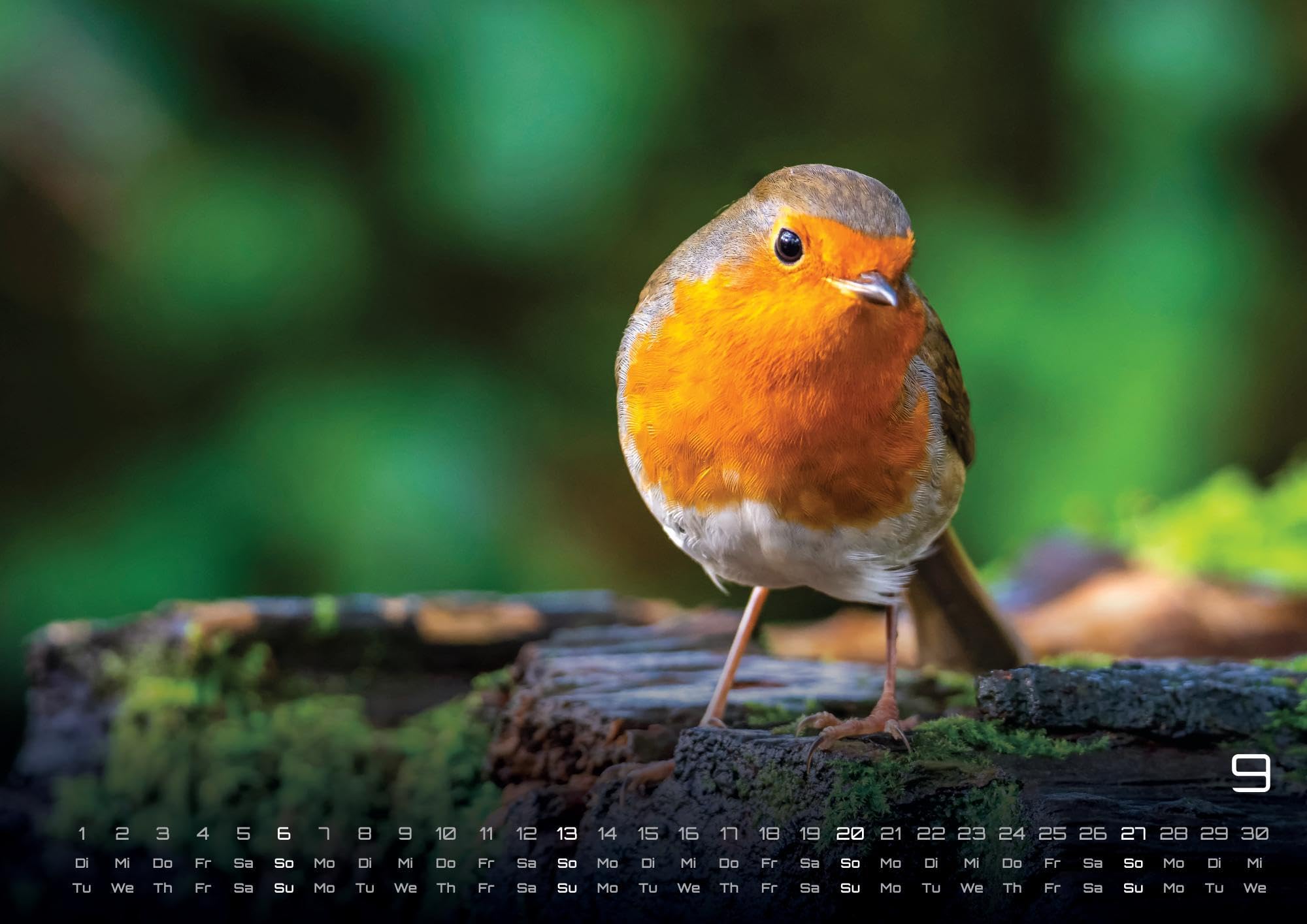 Waldtiere - Heimische Waldbewohner - Der Tierkalender - 2026 - Kalender DIN A2: Der Wandkalender mit den schönsten Waldtier-Motiven für das Jahr 2026 im extragroßen Format DIN A2 (ca. 60 x 42 cm)!