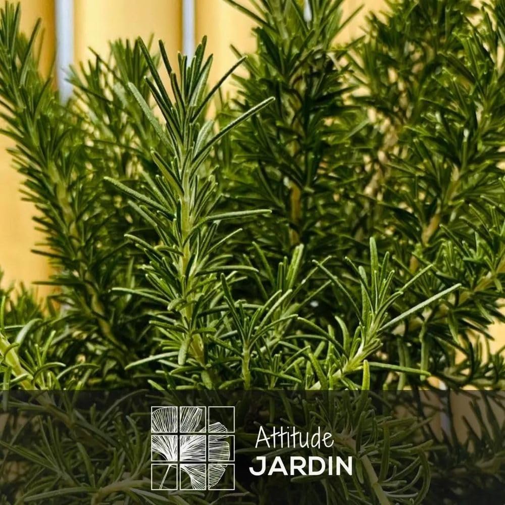 Attitude Jardin - Romarin rampant - aromatique - 35-40 cm - ⌀ 18 cm - véritables herbes fraîches