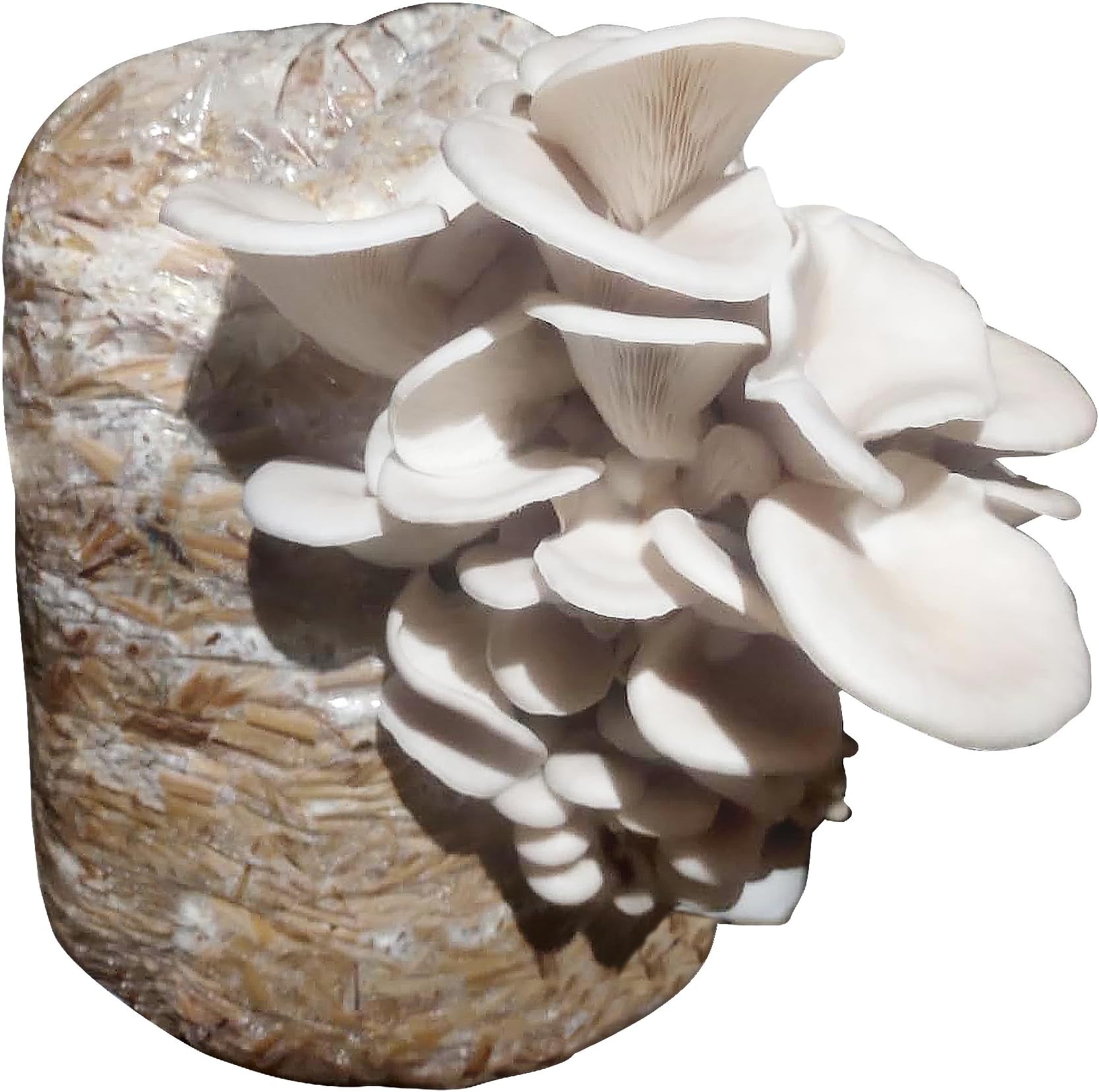 Gachwala White Oyster Mushroom Spawn (Pack of 200 Gm), High Yield