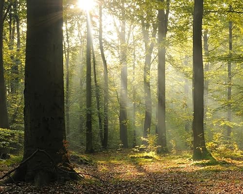 WR50566 - Mural de bosque tranquilo, verde