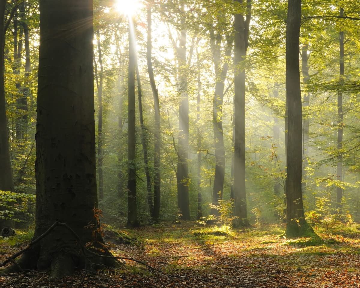 Wall Rogues WR50566 Tranquil Forest Mural, Green - Amazon.com