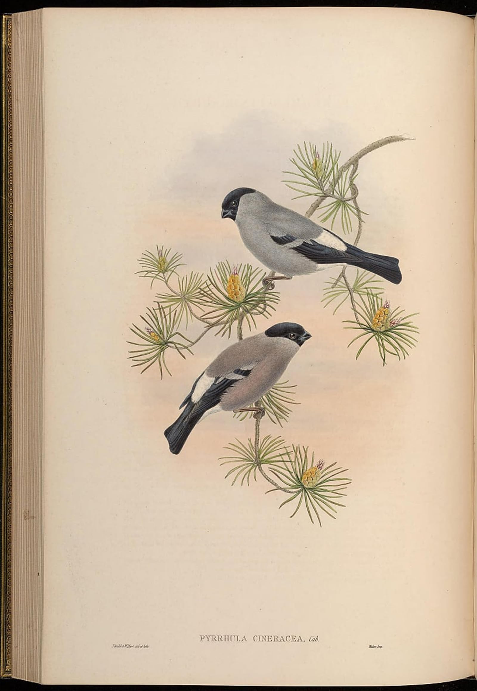 ARTXLXXBN Famous Painting Canvas Artwork Graffiti Print Animal Bird Pyrrhula Cineracea Pyrrhula Pyrrhula Cineracea by John Gould Portrait Canvas Image for Home Decor 60x90cm