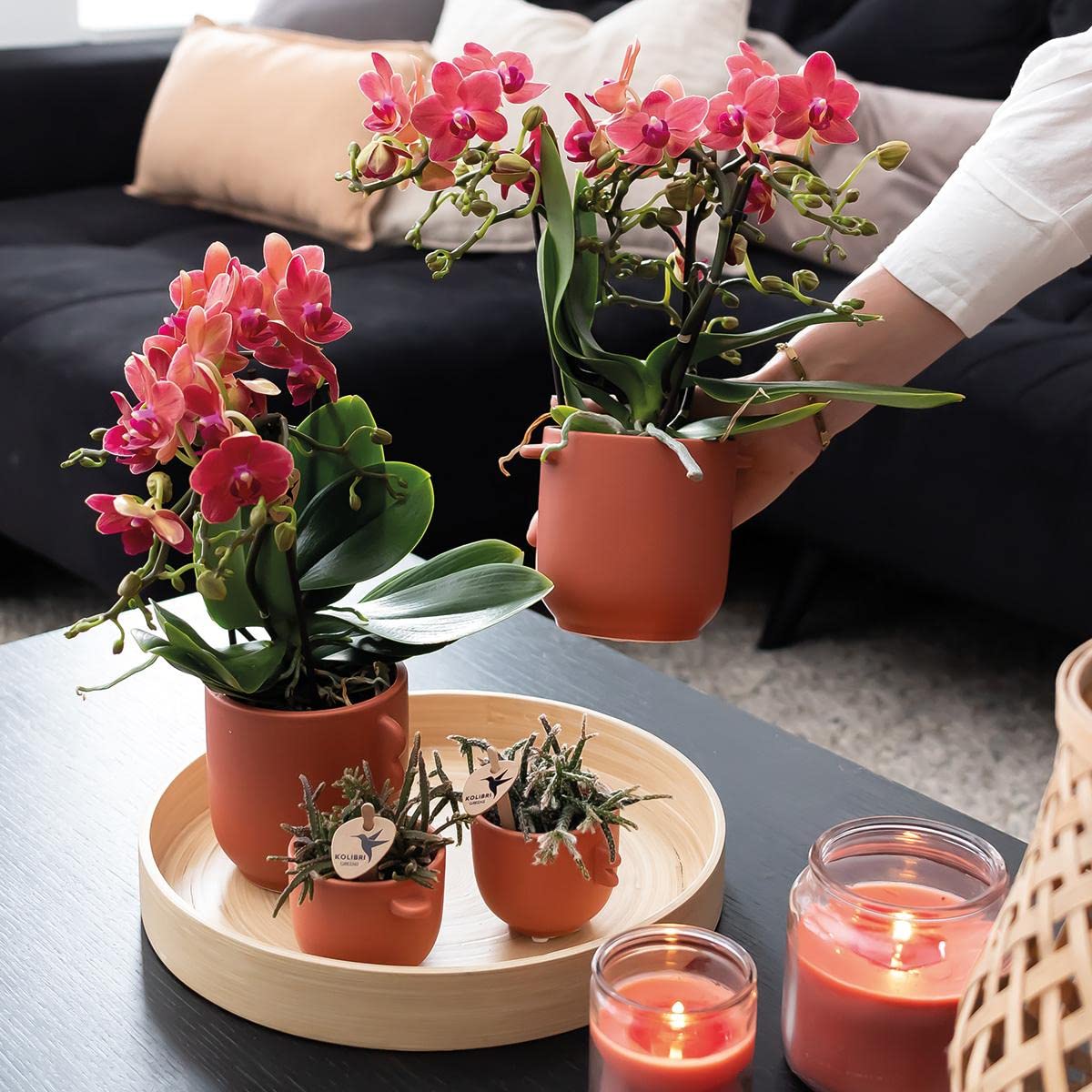 Kolibri Combi Deal Lot de 2 orchidées Phalaenopsis rouges – Congo – Taille du pot Ø 9 cm – Plante d'intérieur – Fraîcheur du cultivateur