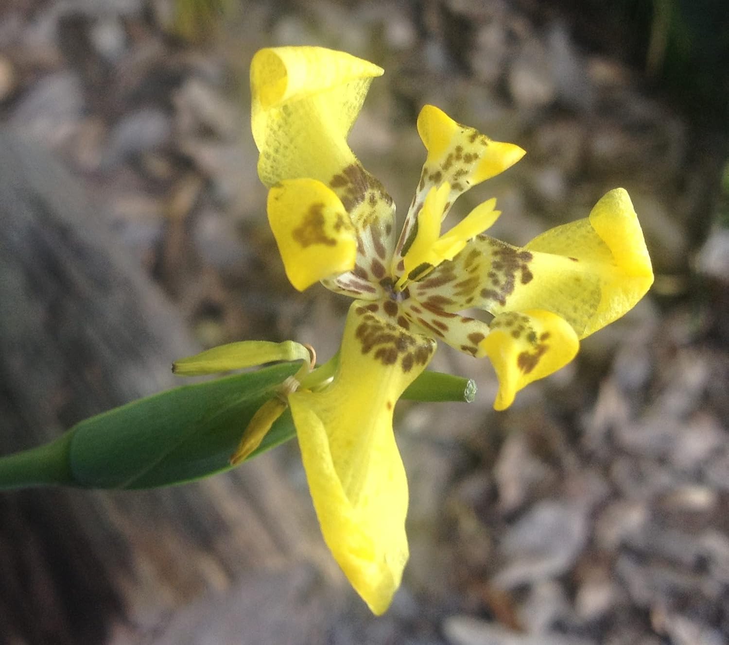Yellow Walking Iris - Trimezia steyermarki -Live Plant - Water Bog Garden - Emerald Goddess Gardens - Starter Sz 4 Inch Pot